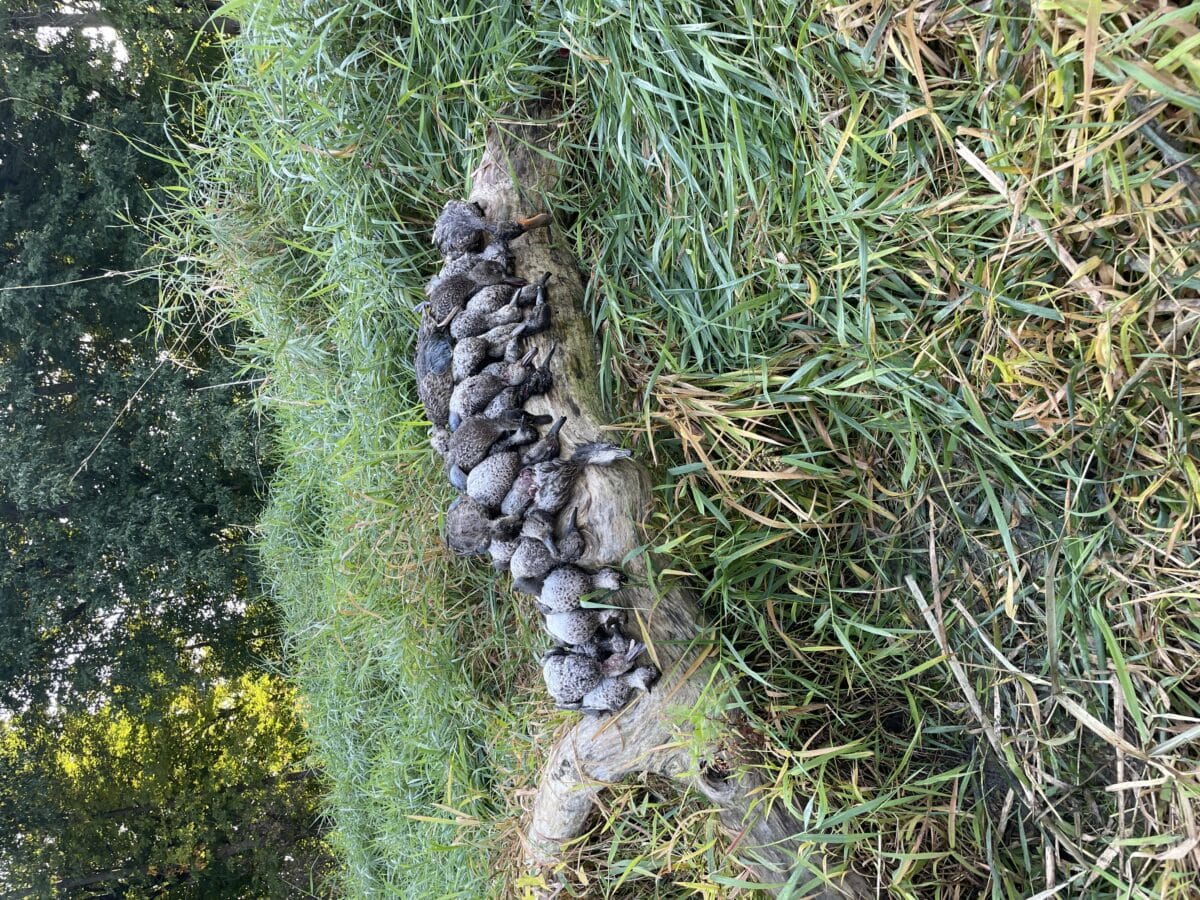 Guide de chasse aux canard
