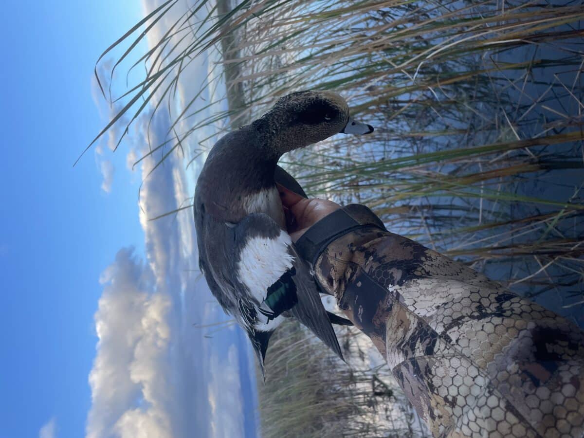 Guide de chasse aux canard