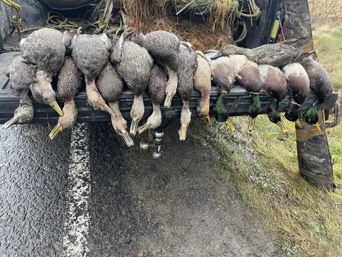 Guide de chasse aux canard
