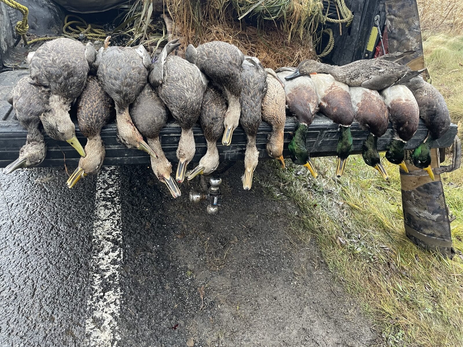 Guide de chasse aux canard