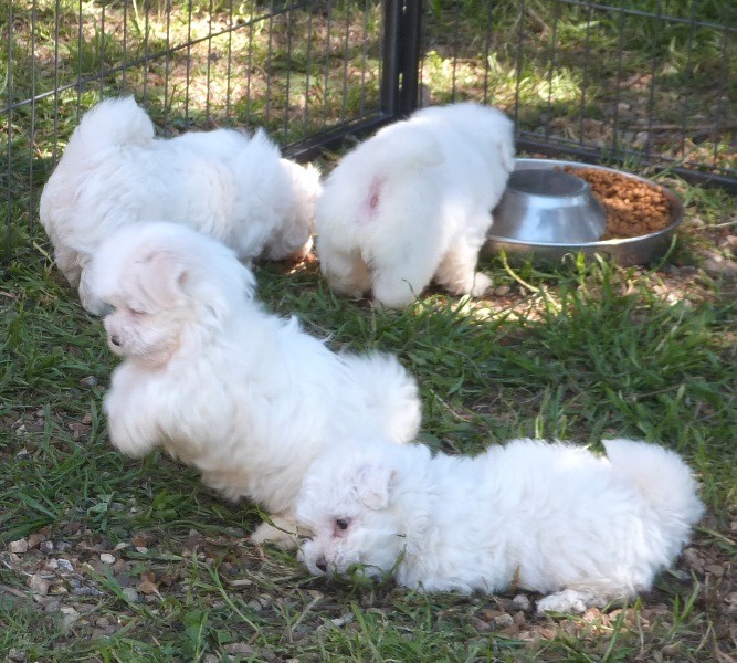 Adorables Chiots Bichon Maltais Pure Race