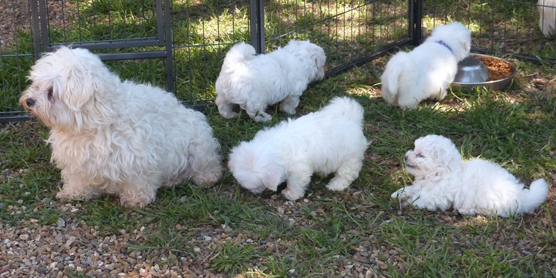 Portee-Bichons-Maltais2