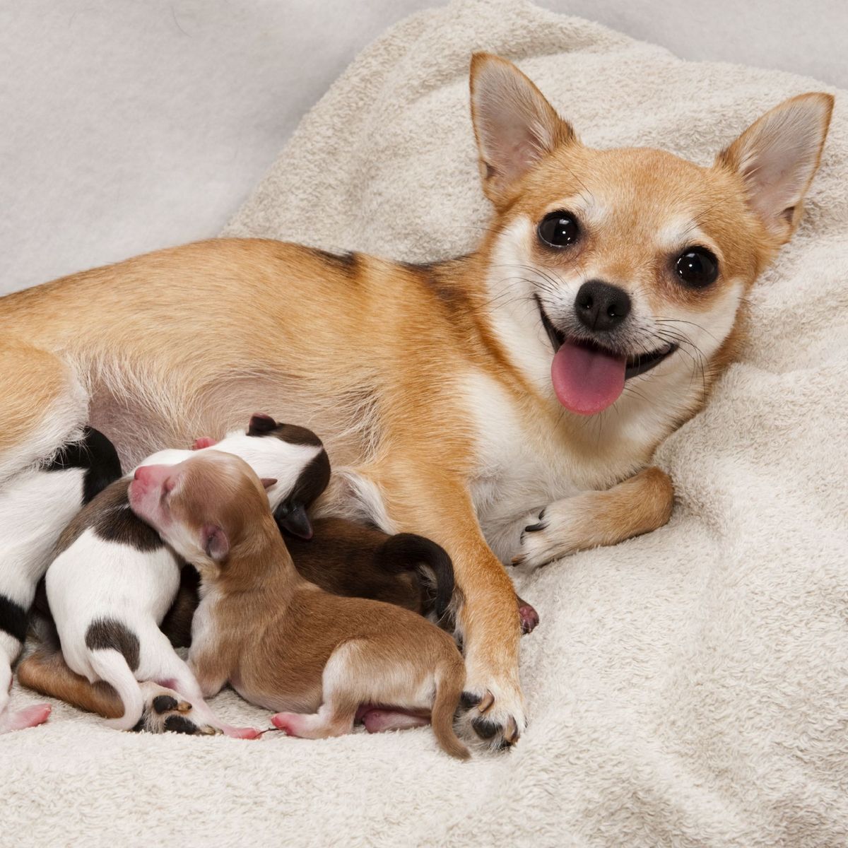 Portee-Chihuahua