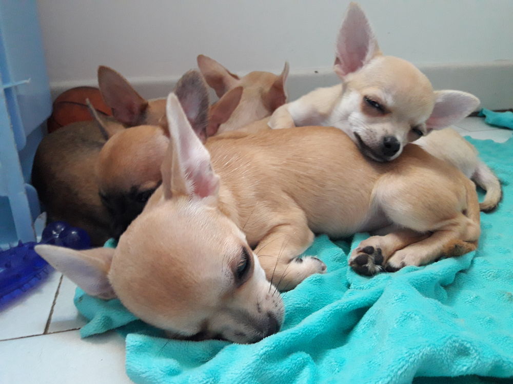 Superbes Chiots Chihuahua Pure Race Poils Courts Taille Standard