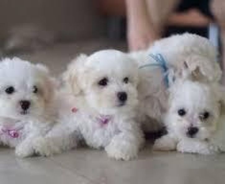 Adorables Chiots Bichon Maltais Pure Race