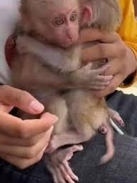 Adorables Bébés Singes Capucin Pure Race