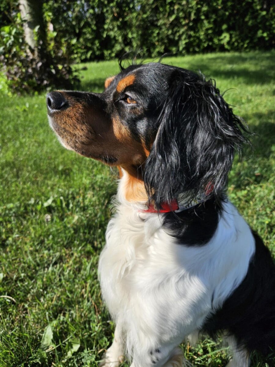 chiot Épagneul breton de race pur