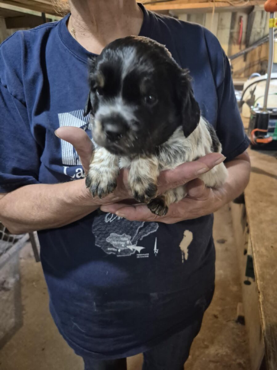 chiot Épagneul breton de race pur