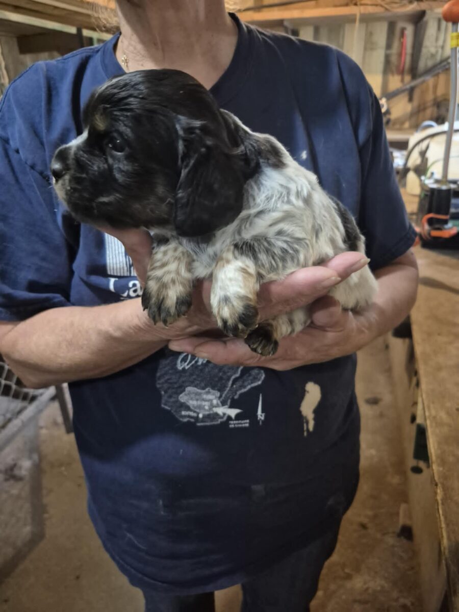 chiot Épagneul breton de race pur