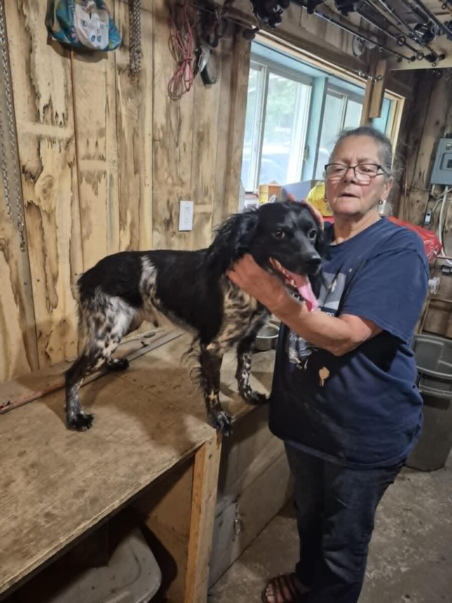 chiot Épagneul breton de race pur