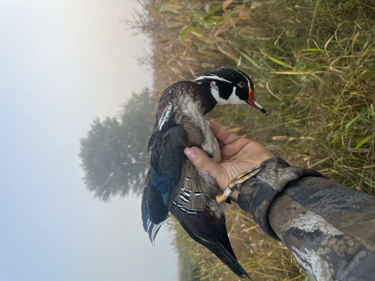 Guide de chasse au canard