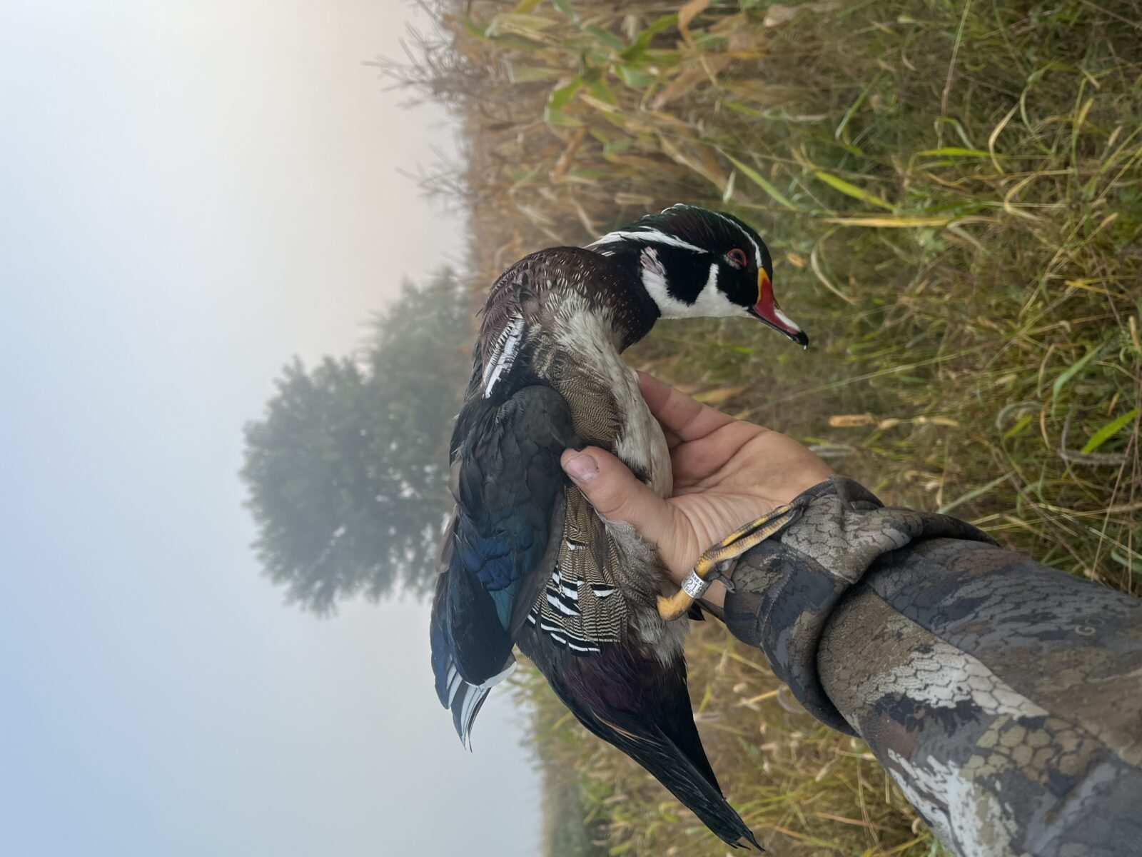 Guide de chasse au canard