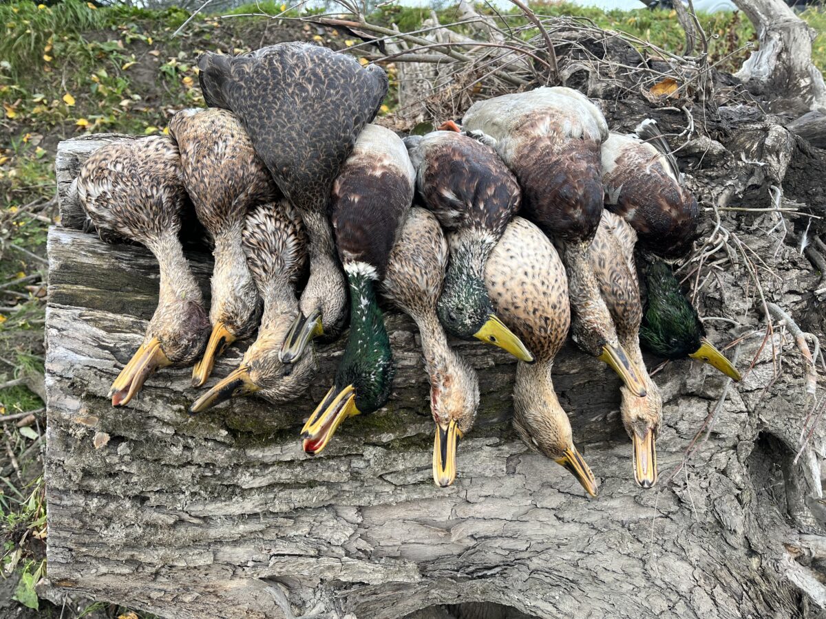Guide de chasse au canard