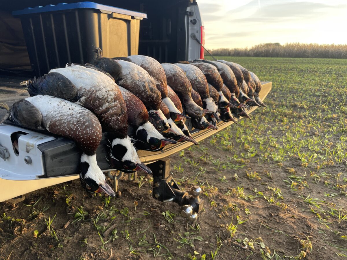 Guide de chasse au canard