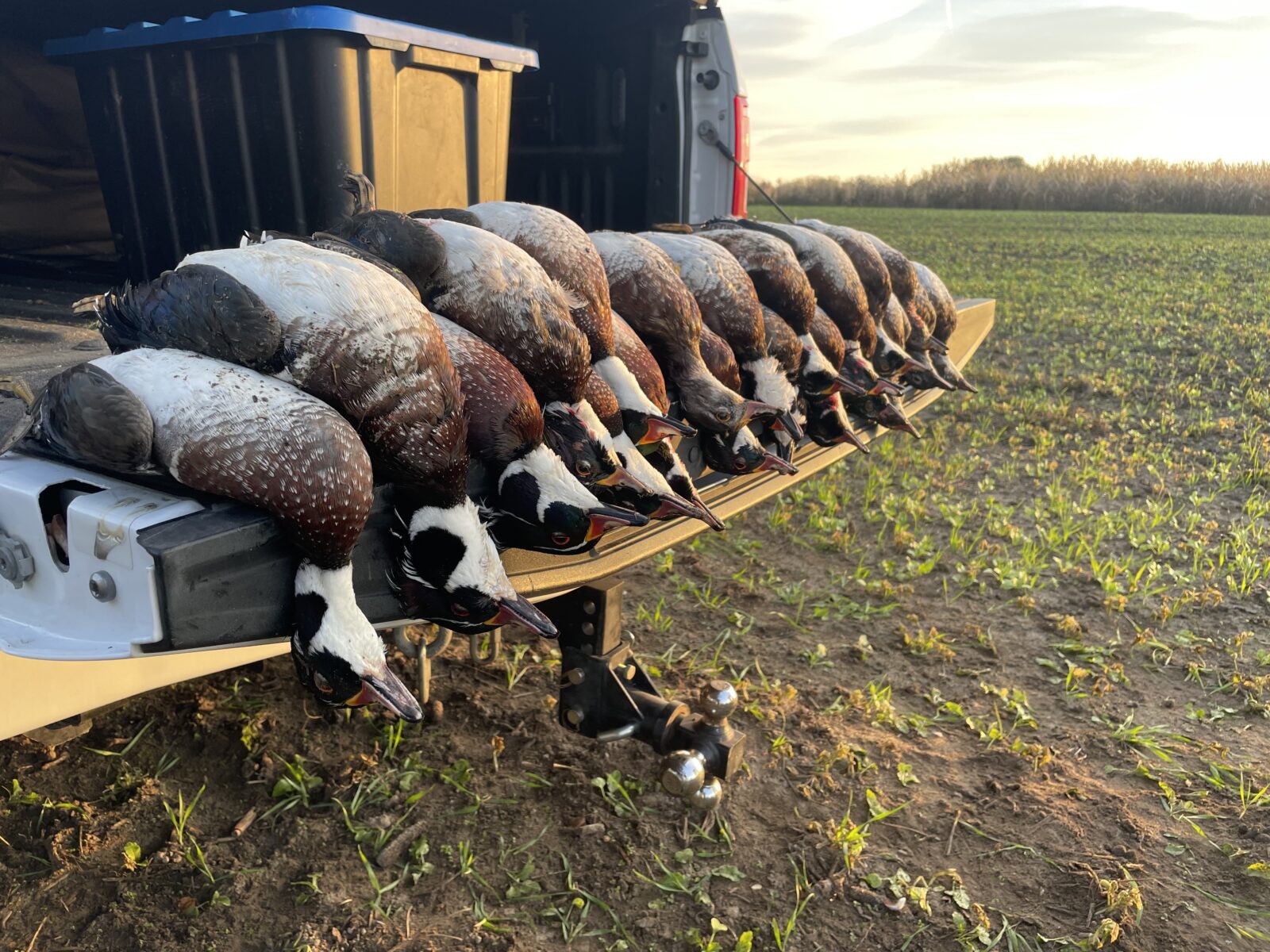 Guide de chasse au canard