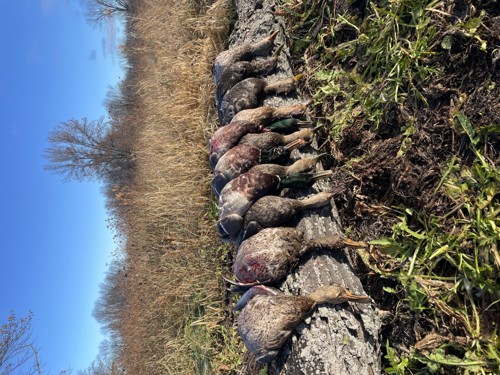 Guide de chasse au canard